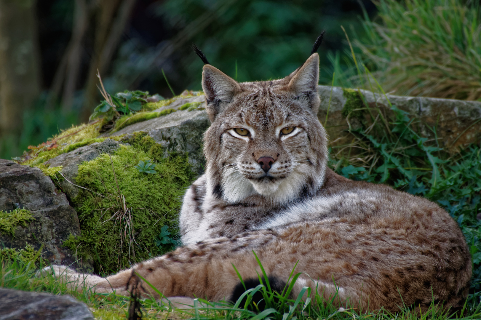 Herbsterinnerung: Luchs