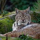 Herbsterinnerung: Luchs