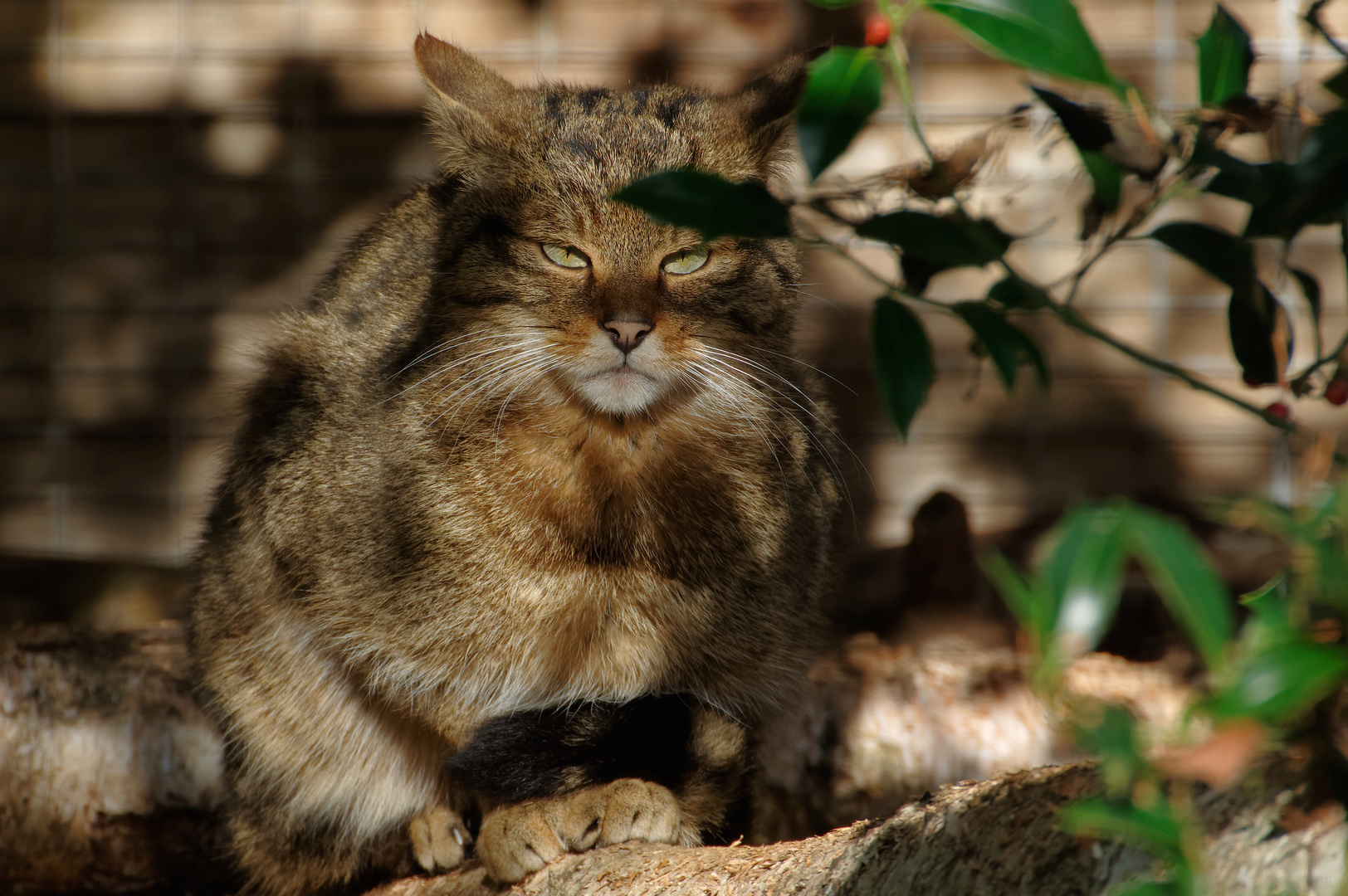 Herbsterinnerung: Wildkatze