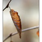 Herbsterinnungen im Frühling