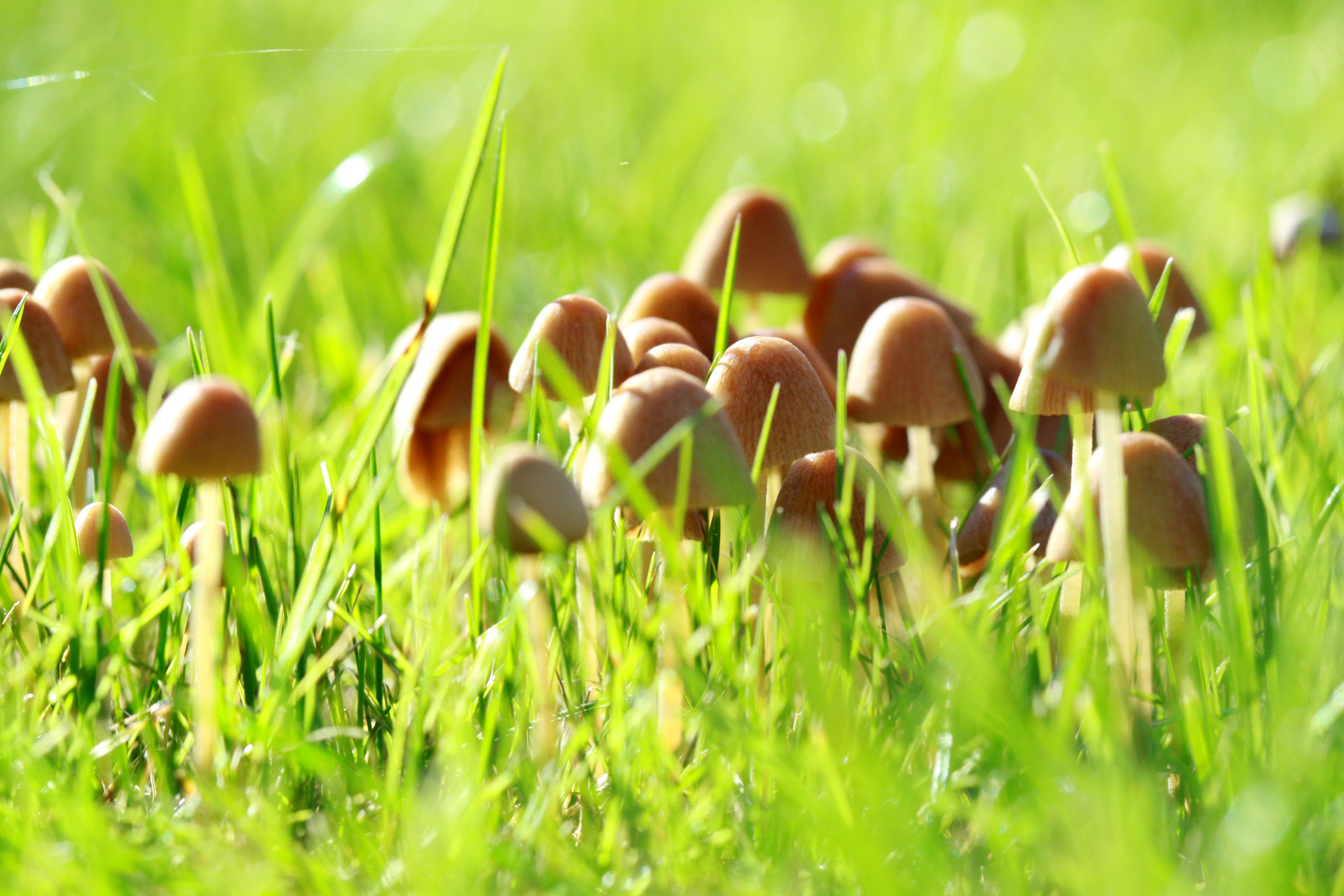 Herbsternte im Garten