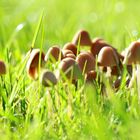 Herbsternte im Garten