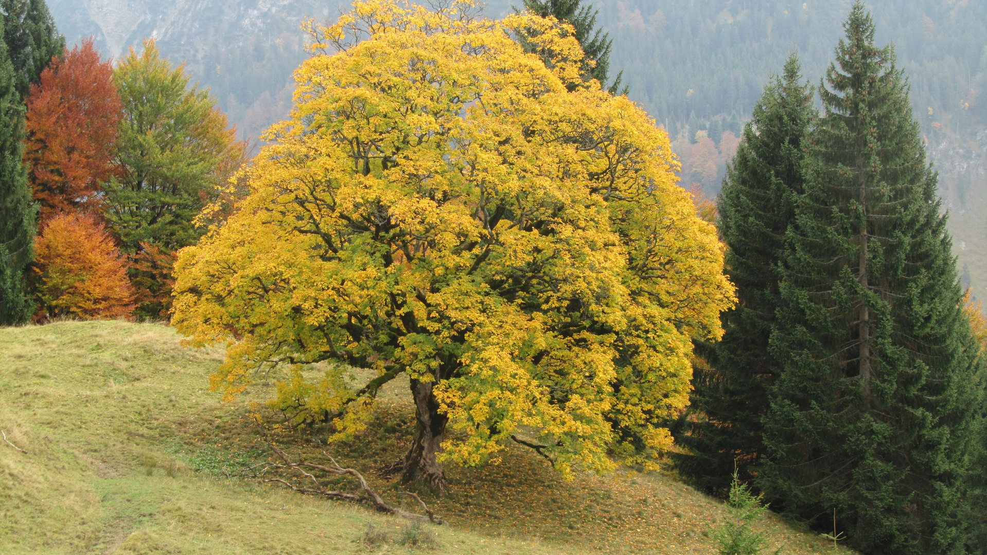 Herbsterwachen