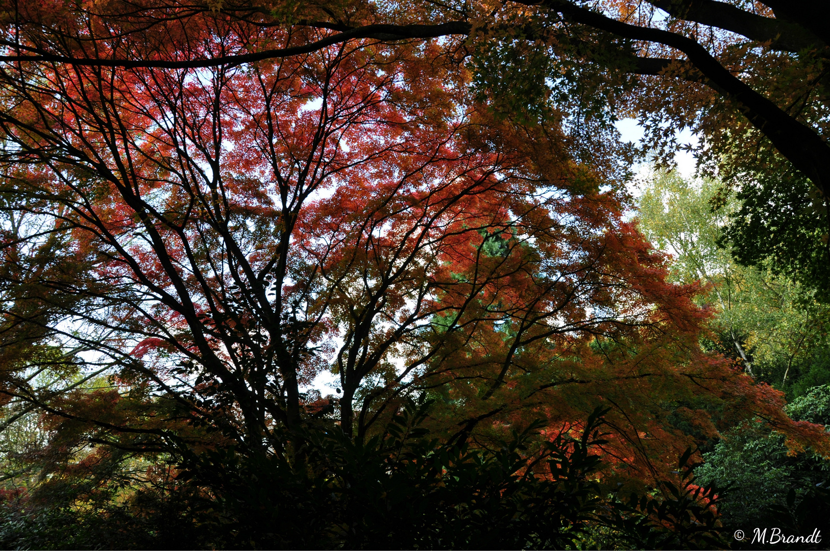 Herbstes Baum