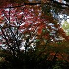 Herbstes Baum