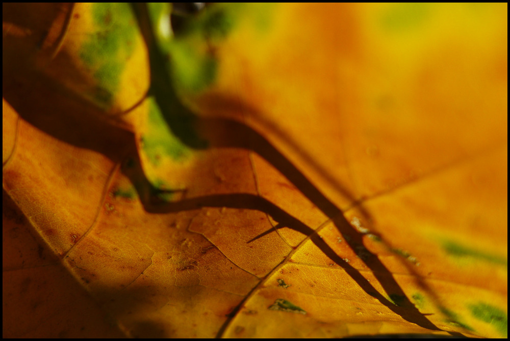 Herbstessenz