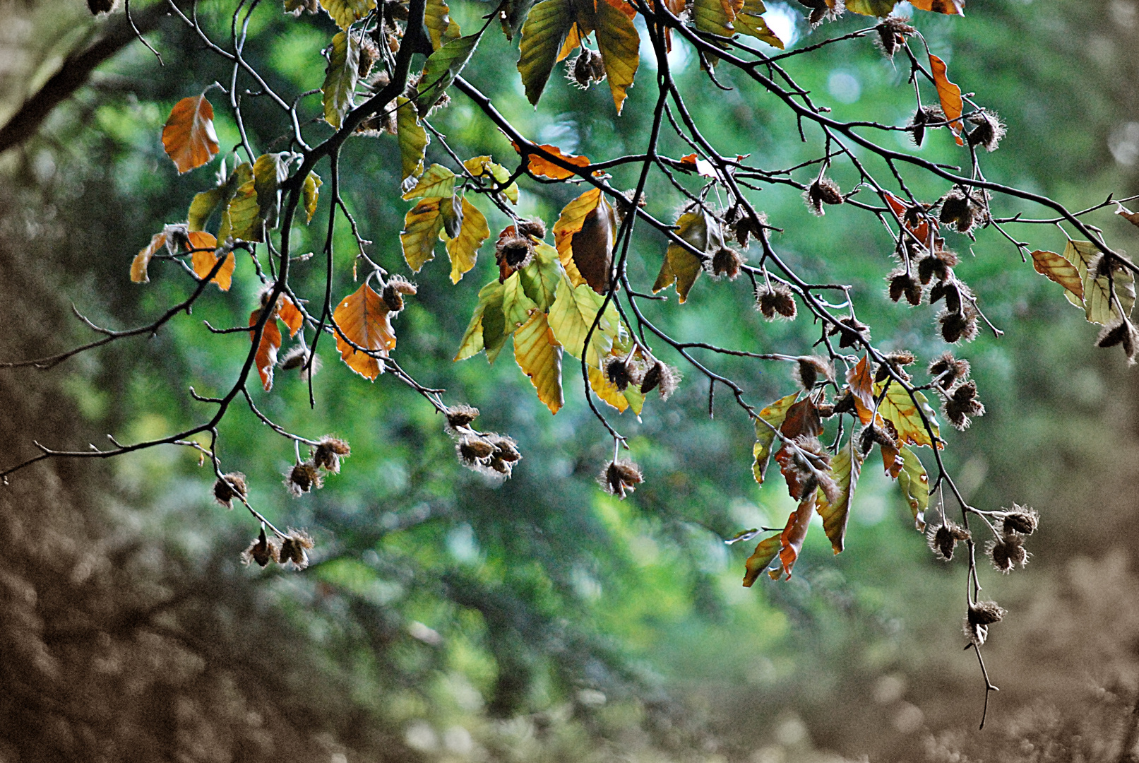 Herbstet es schon, oder sommert es noch?!?...