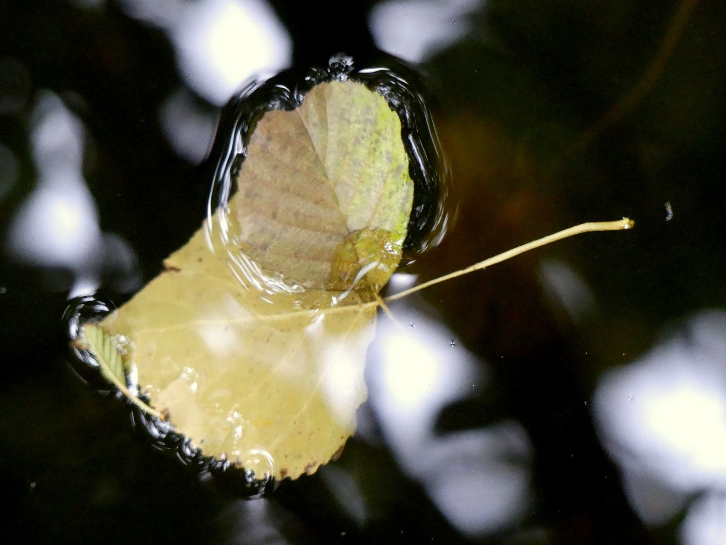 Herbstetüde 1