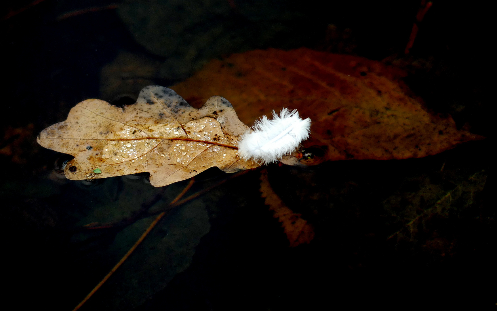 Herbstetüde 19