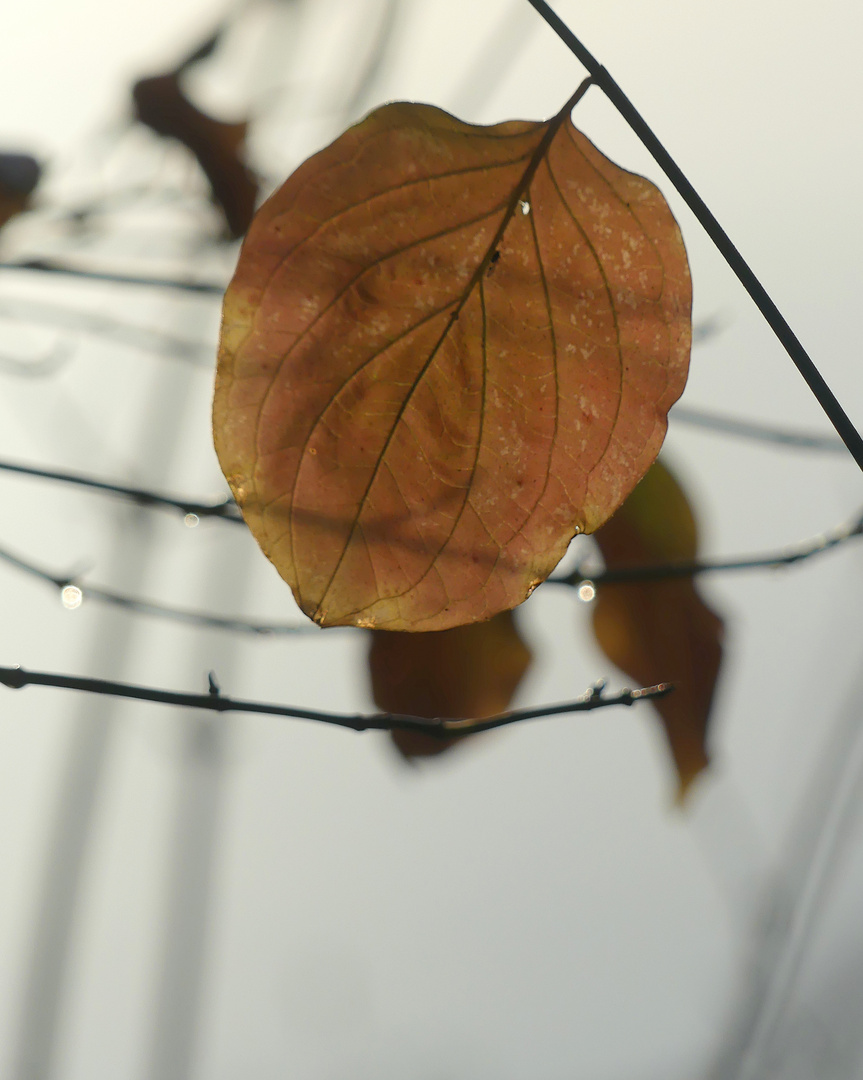 Herbstetüde 25