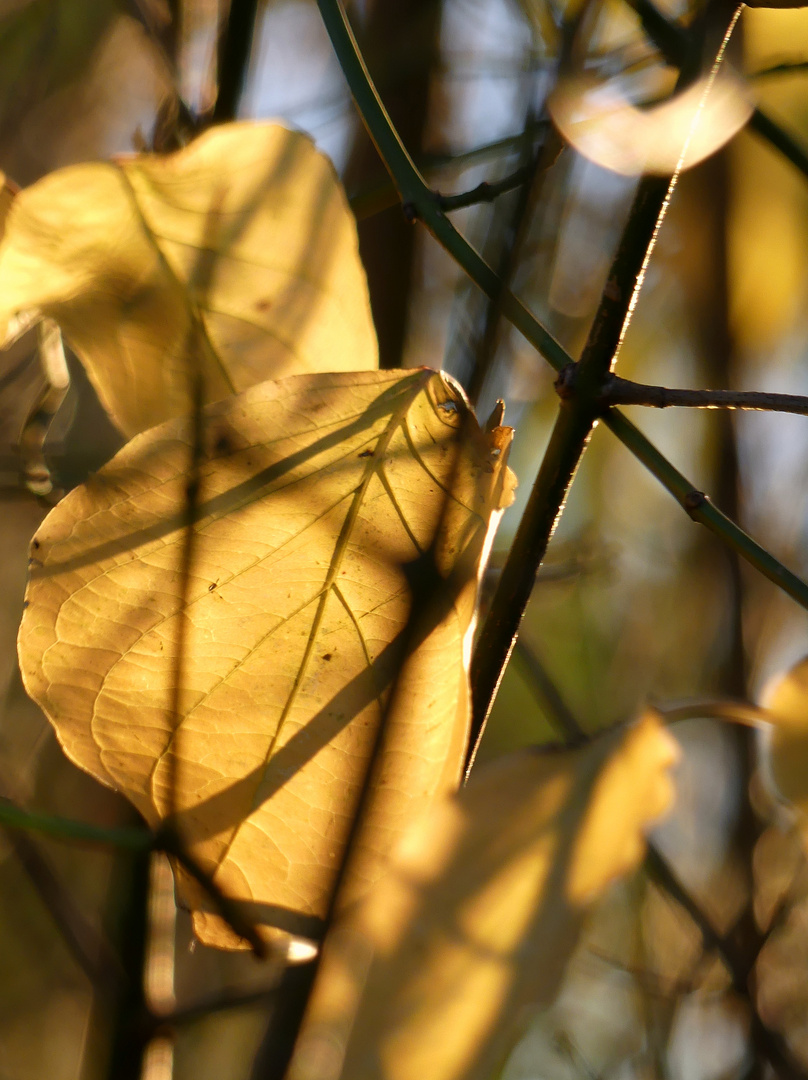 Herbstetüde 27