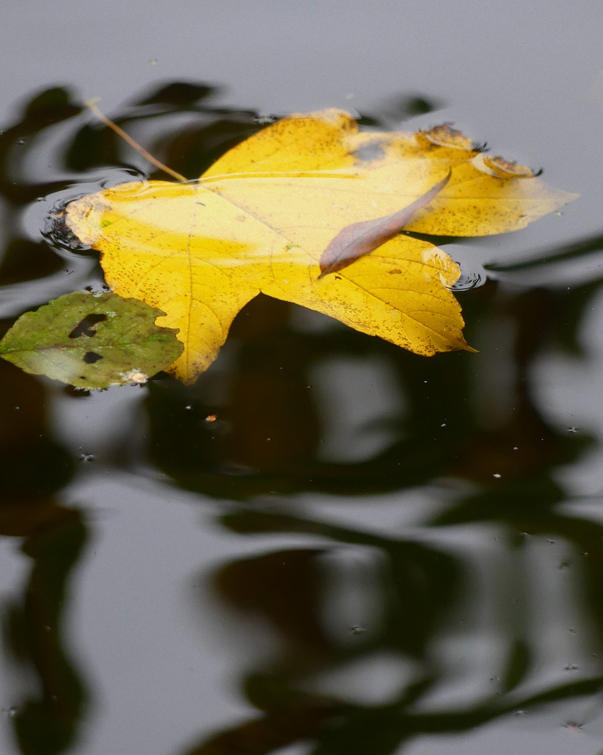 Herbstetüde 31