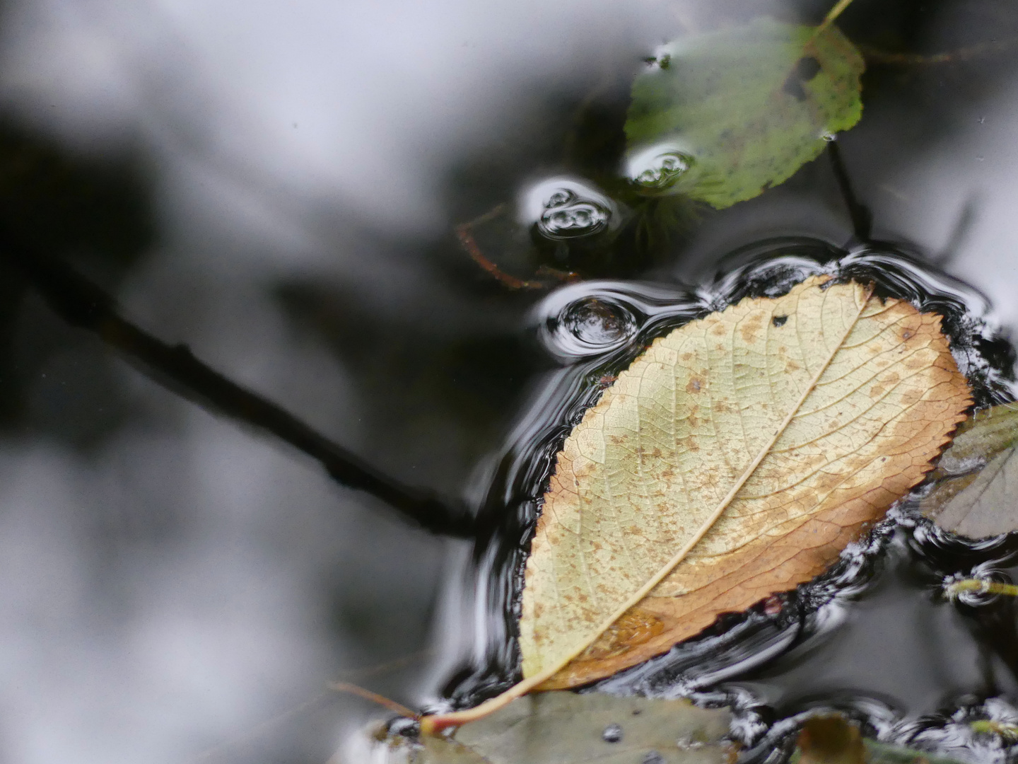 Herbstetüde 8