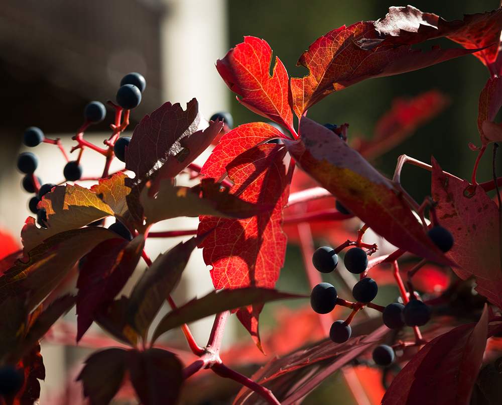 Herbstfacetten