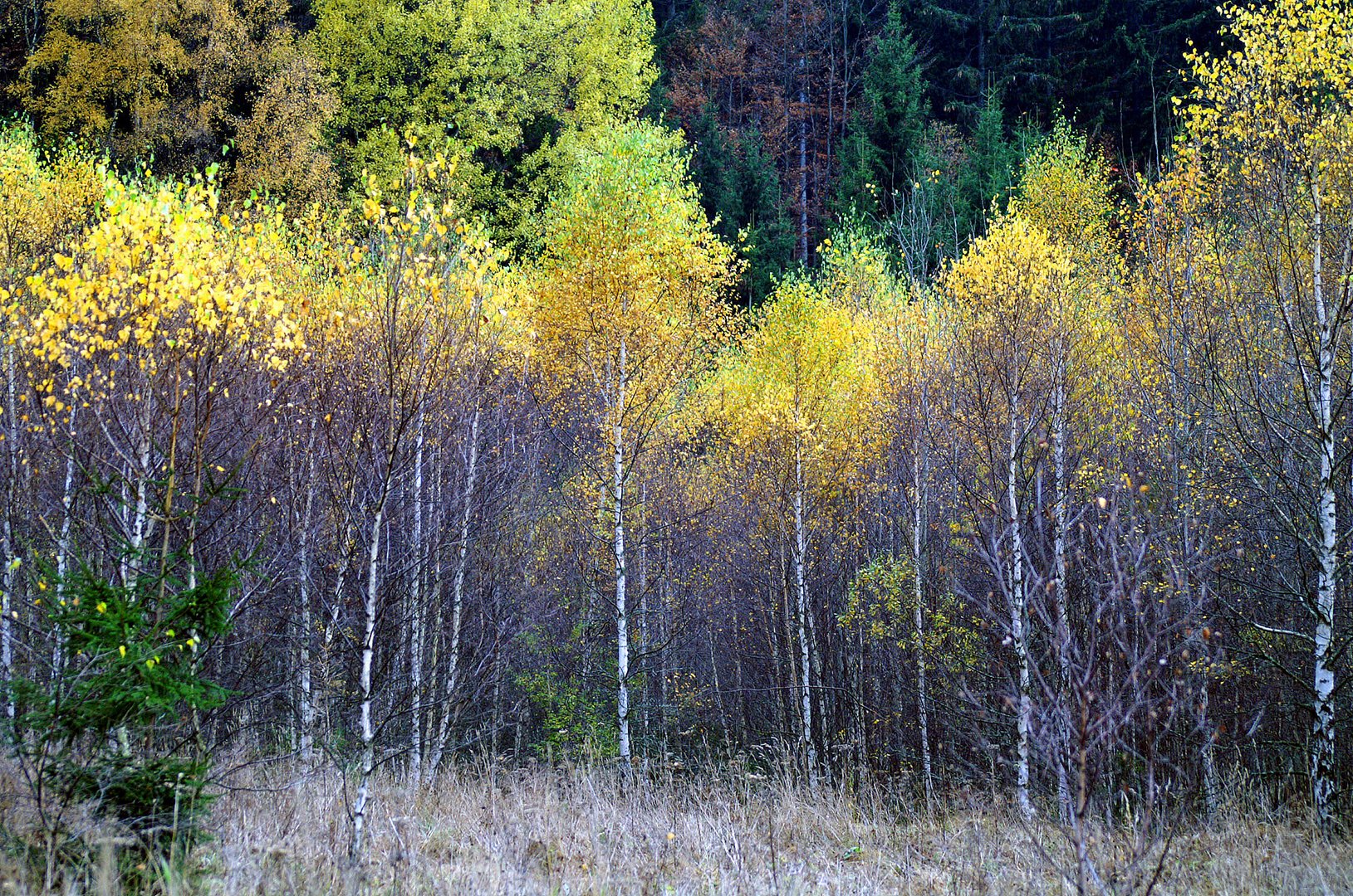 Herbstfackel