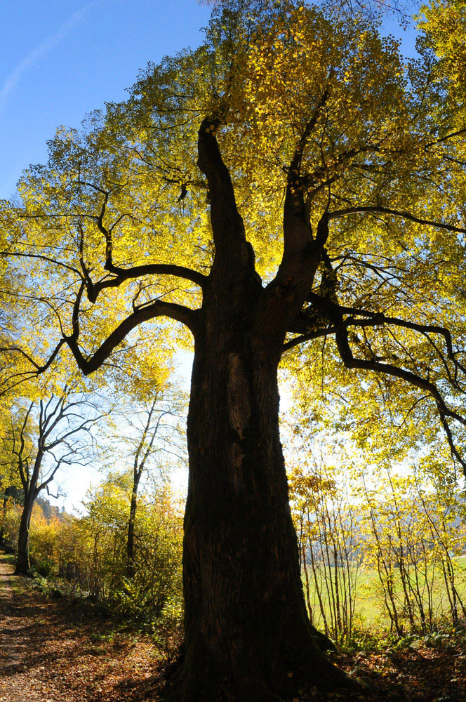 Herbstfackel