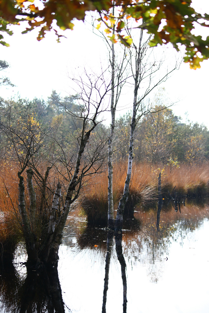 Herbstfackel II