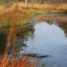 Herbstfackeln am Moorsee