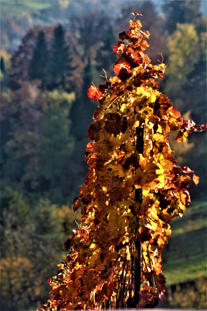 Herbstfackeln im Weinberg