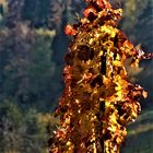 Herbstfackeln im Weinberg