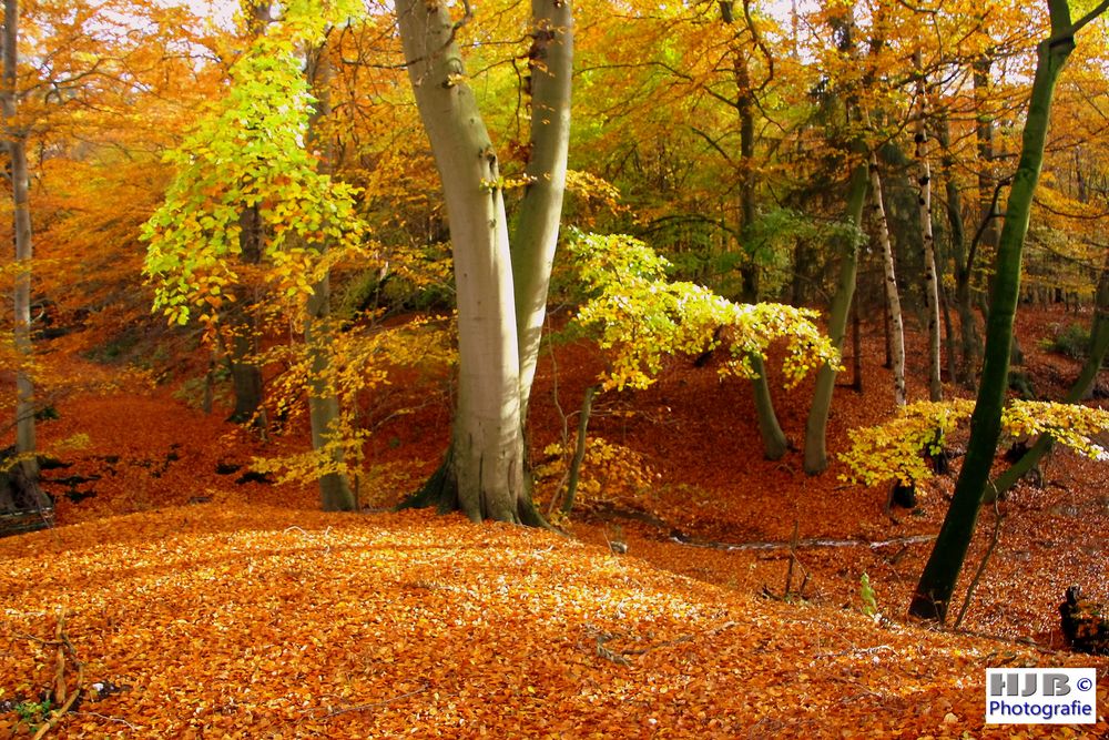 Herbstfärbung 1