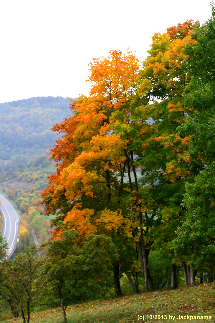 Herbstfärbung (1)