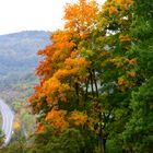 Herbstfärbung (1)