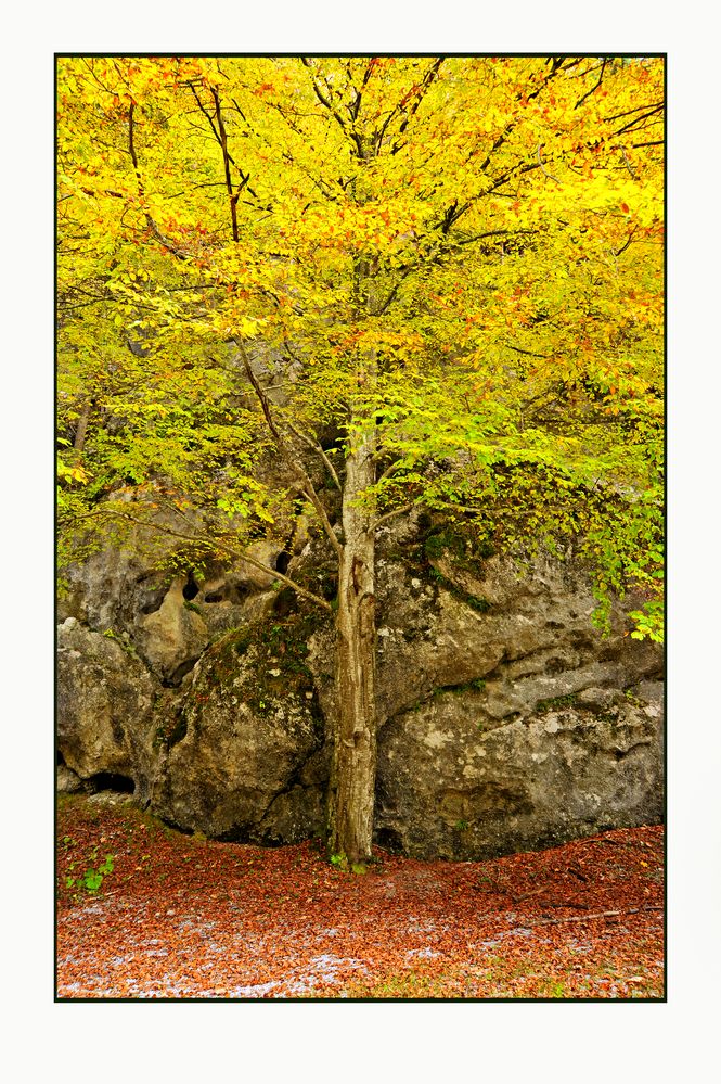 Herbstfärbung