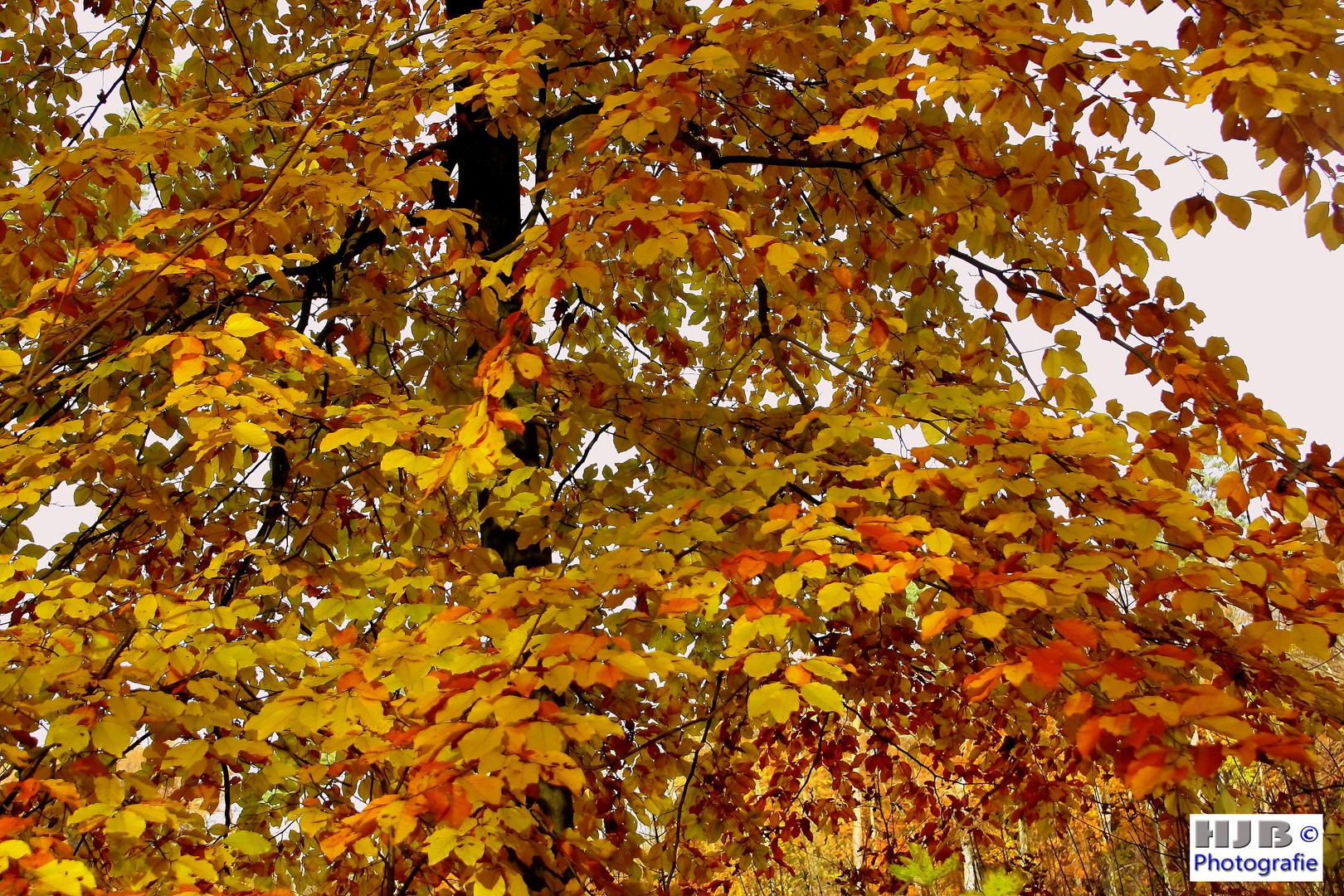 Herbstfärbung 2