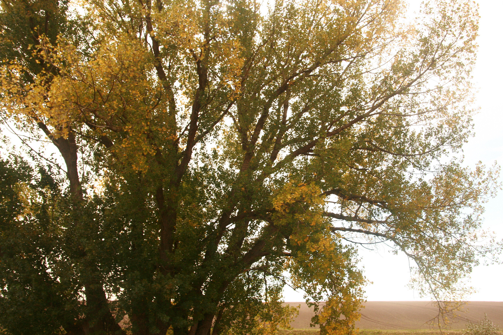 Herbstfärbung