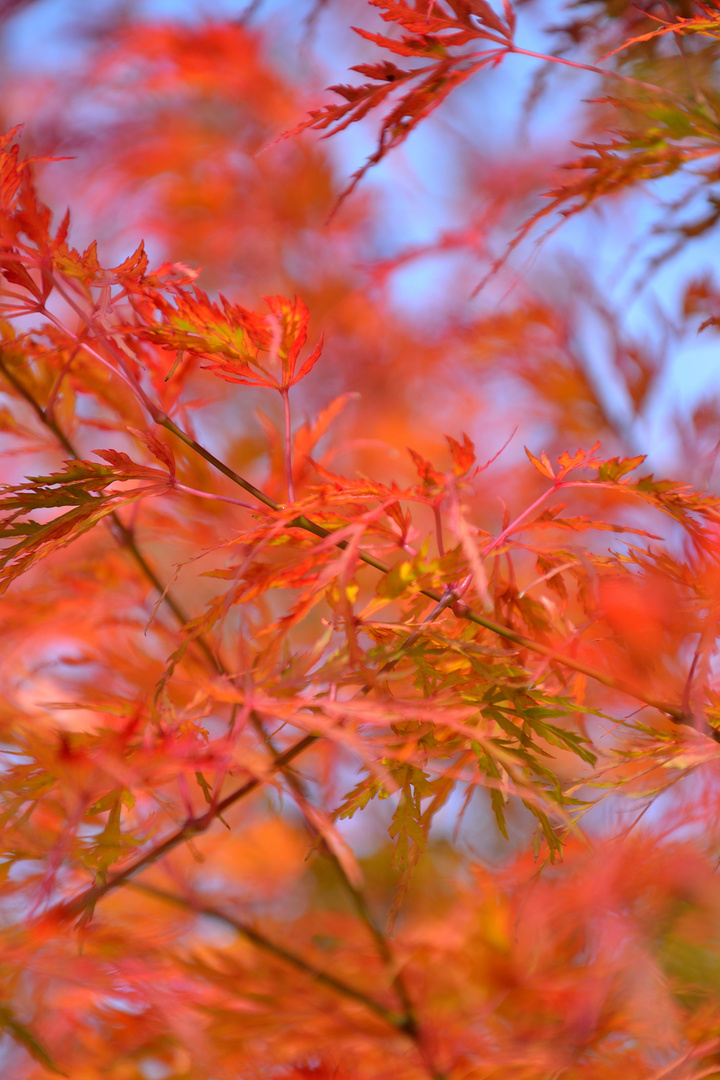 Herbstfärbung