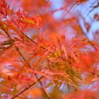 Herbstfärbung