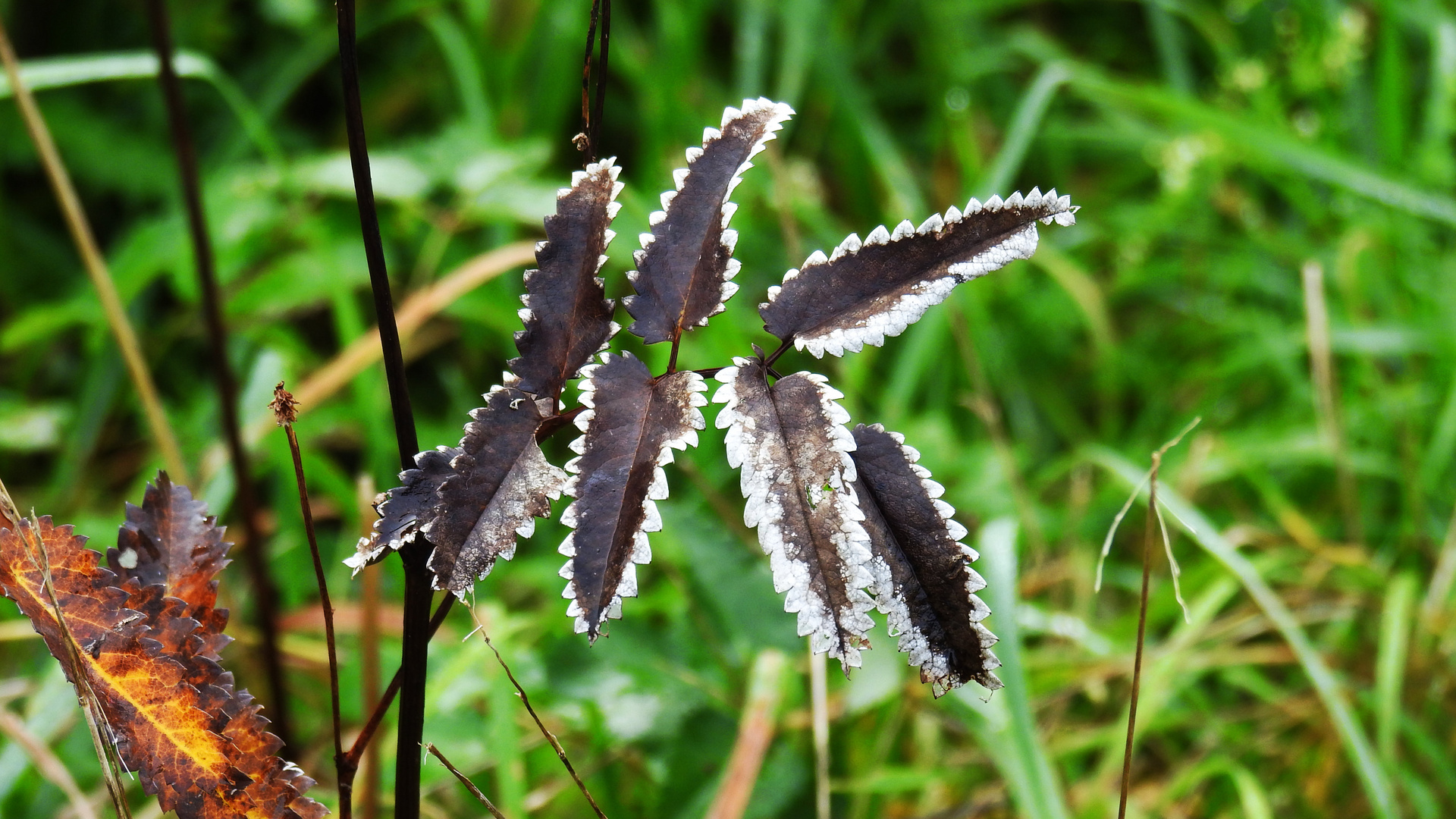 Herbstfärbung