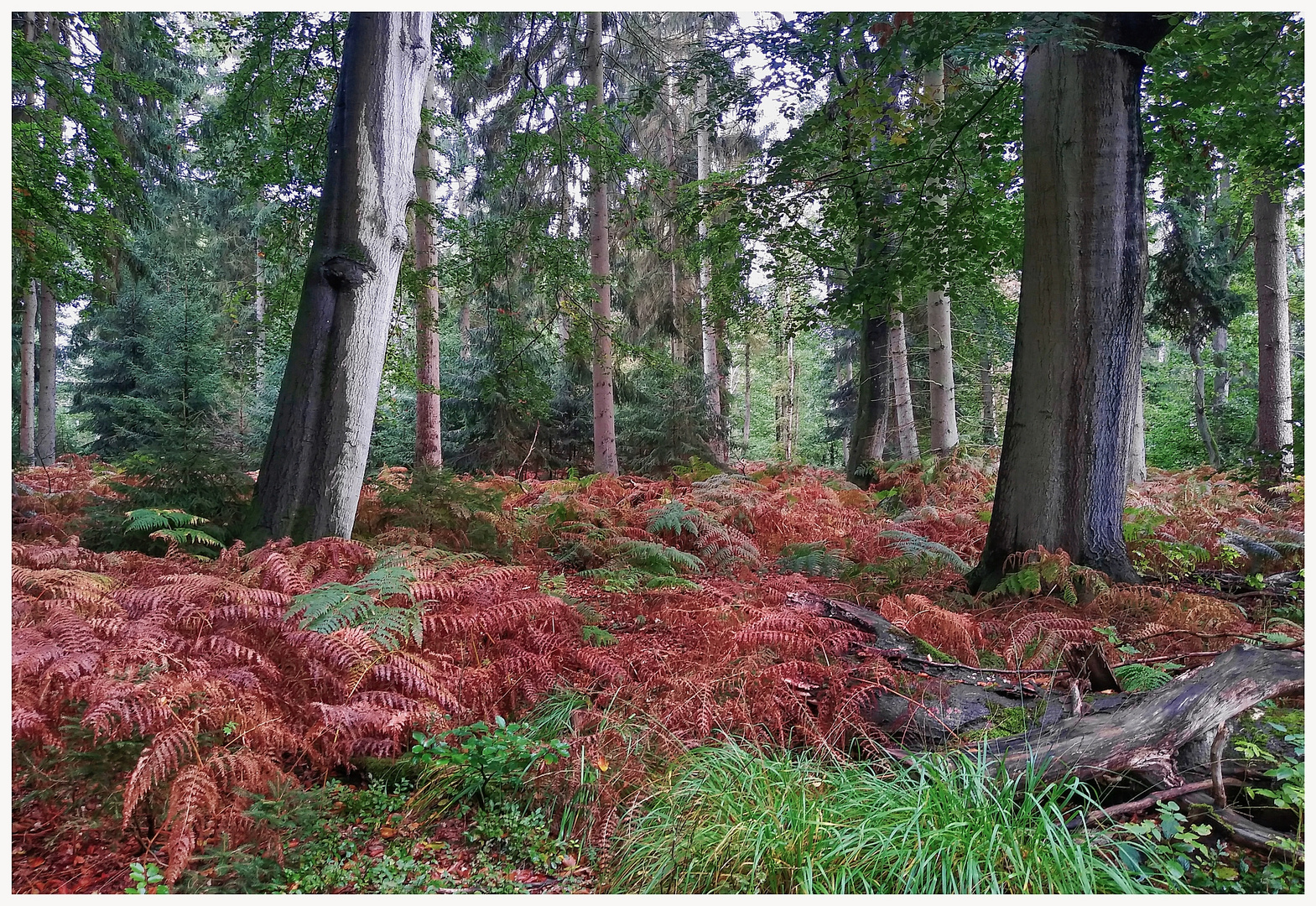 Herbstfärbung