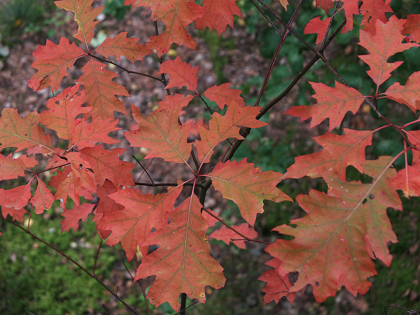 Herbstfärbung