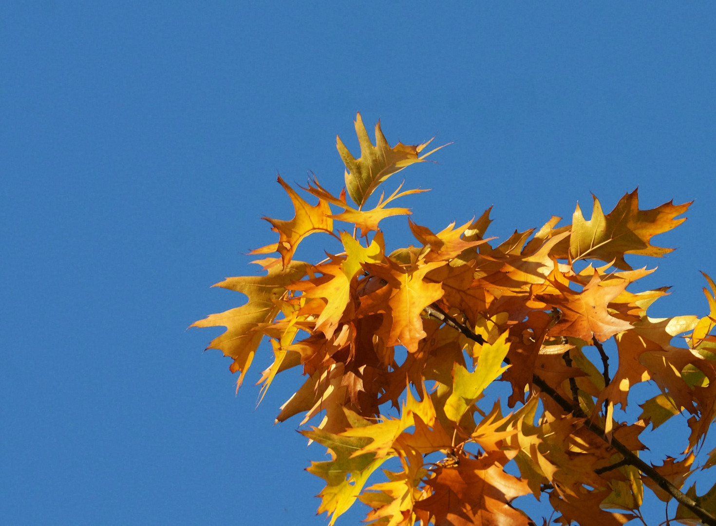 Herbstfärbung.