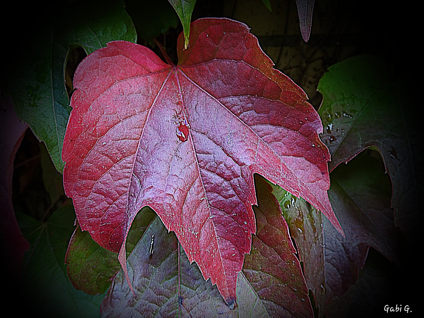 Herbstfärbung 