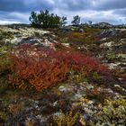 Herbstfärbung