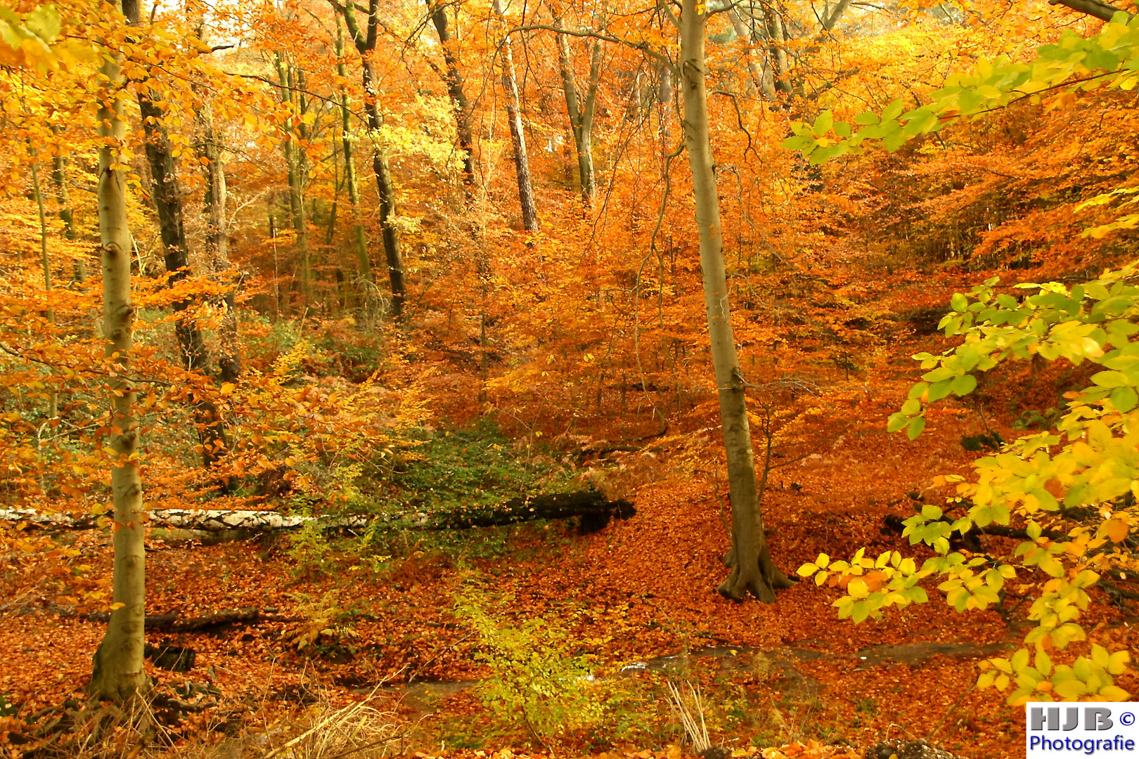 Herbstfärbung 5