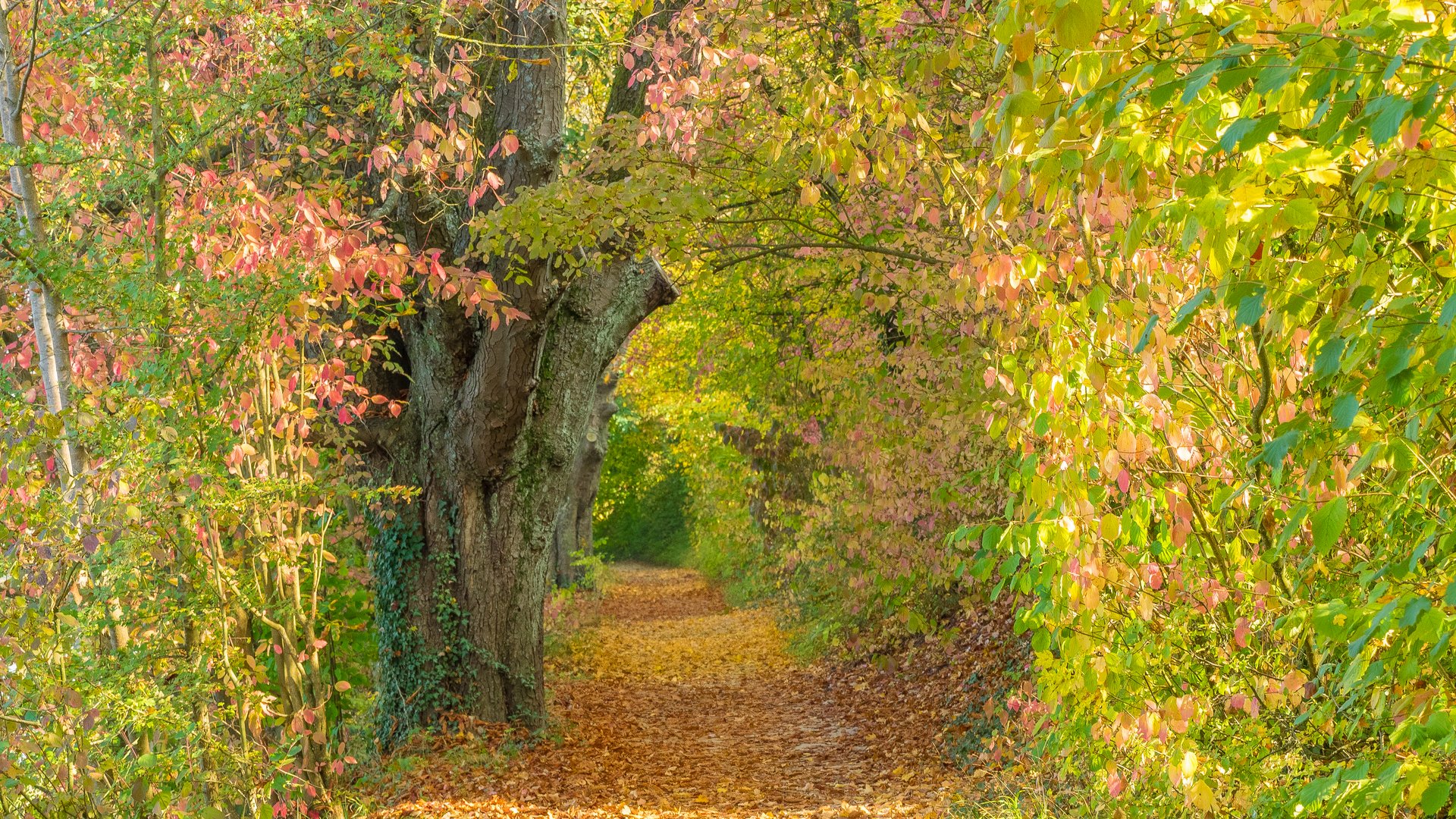 Herbstfärbung