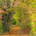 Herbstfärbung