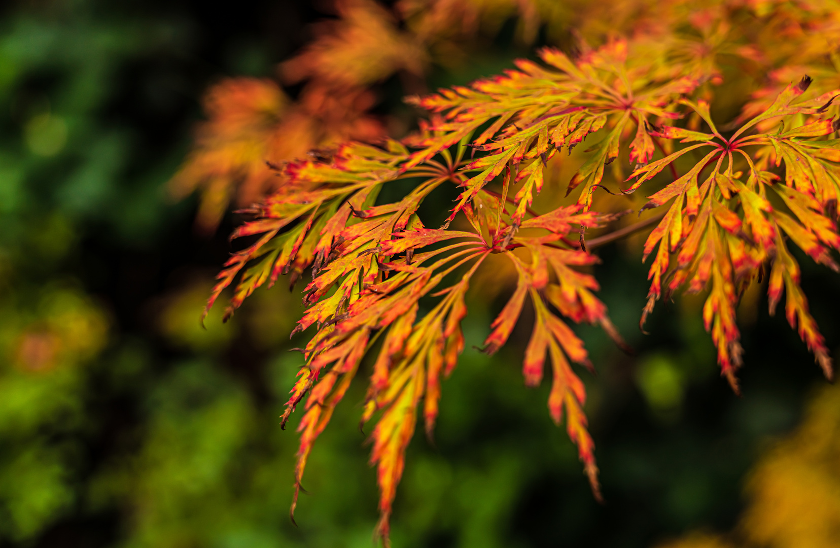 Herbstfärbung