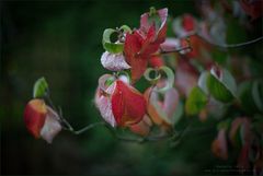 Herbstfärbung