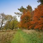 Herbstfärbung...