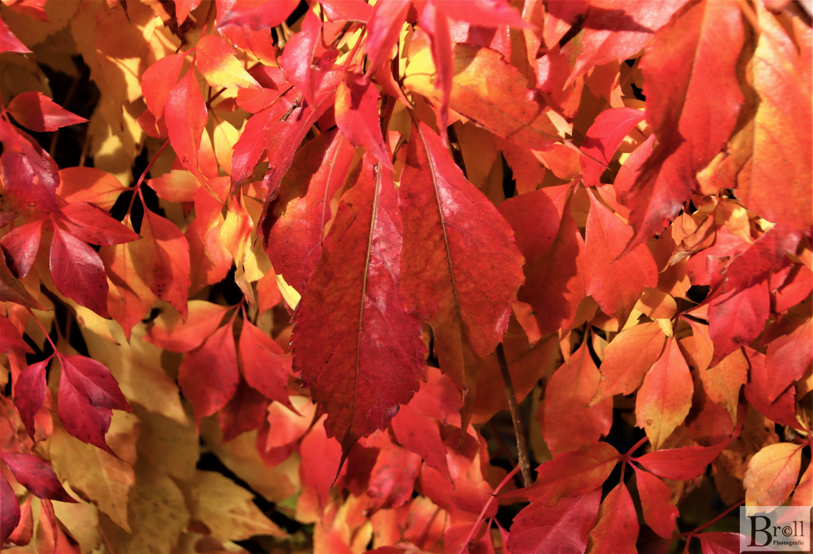 Herbstfärbung