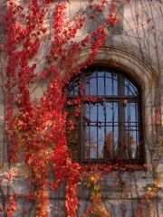 Herbstfärbung