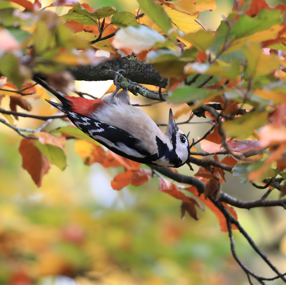 Herbstfärbung