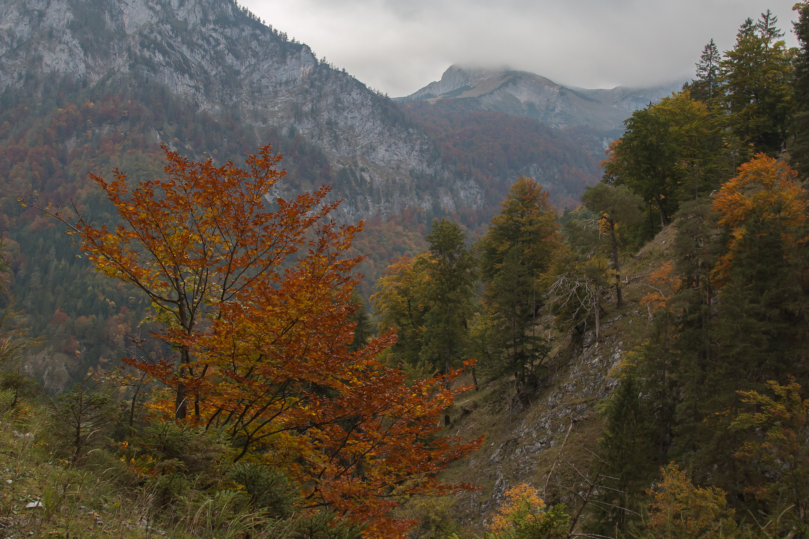 Herbstfärbung