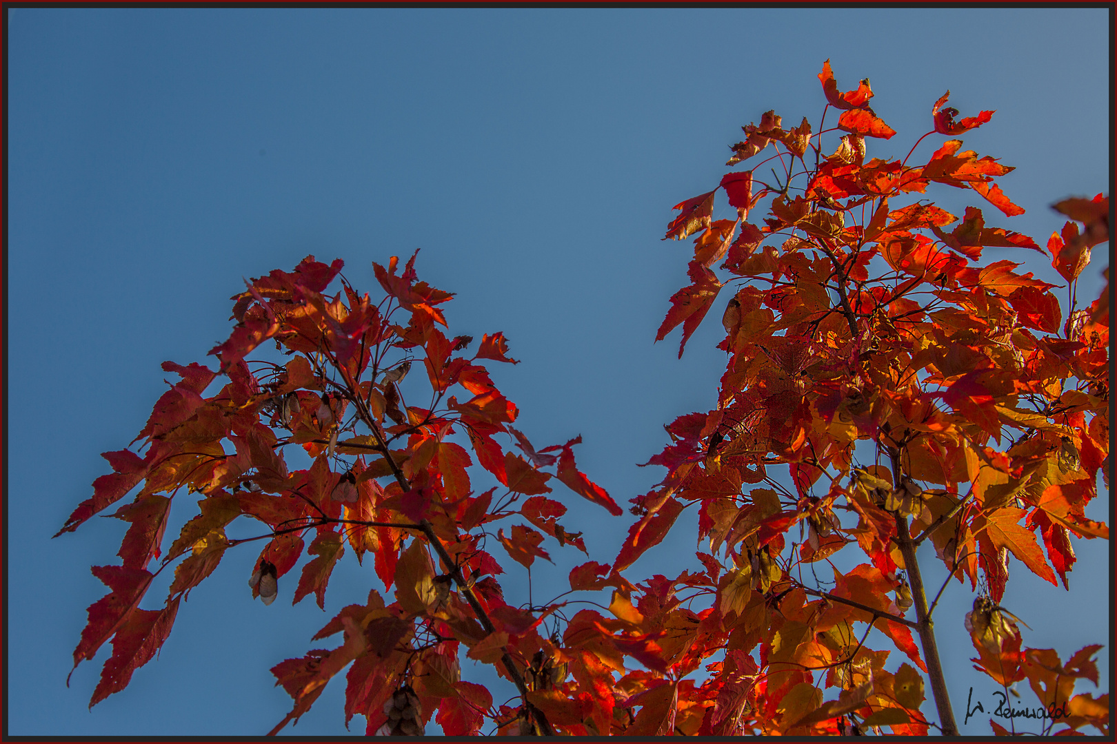 Herbstfärbung