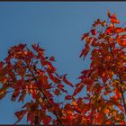 Herbstfärbung